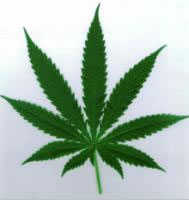 [cannabis_leaf.jpg]