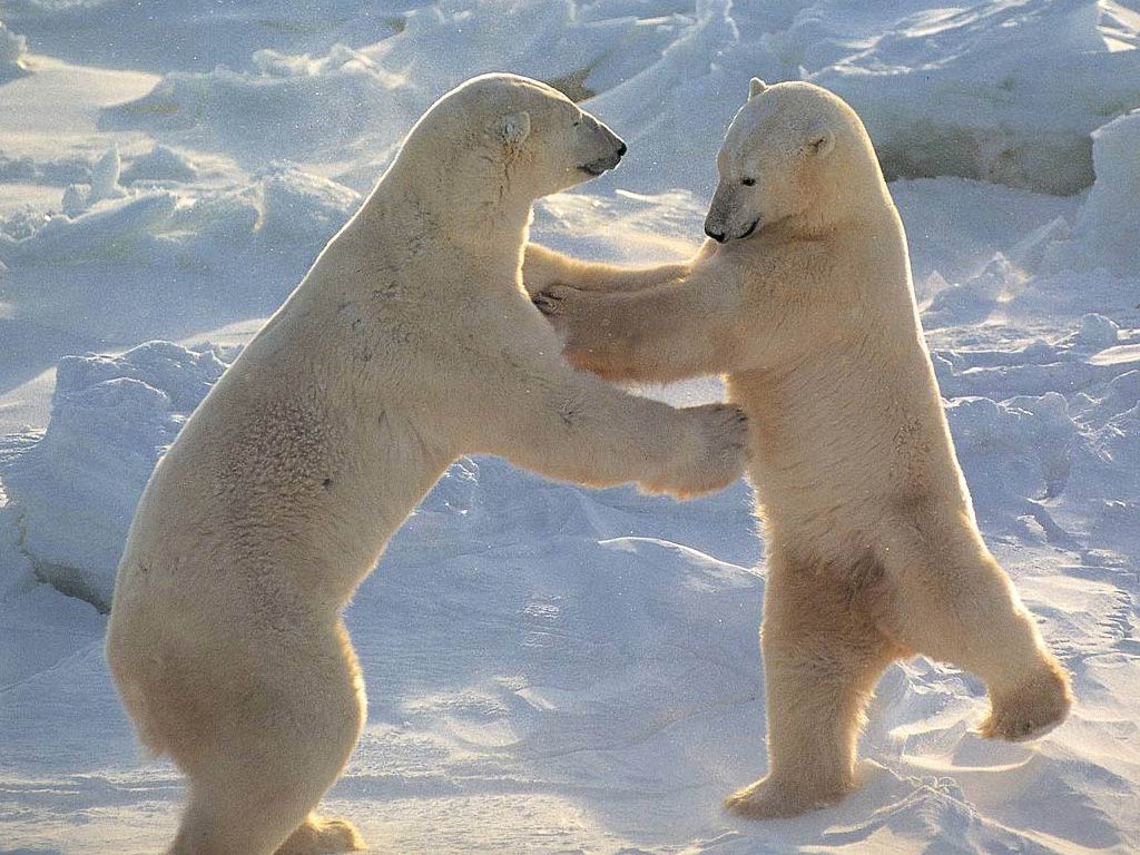 [Bear_Boxing.jpg]