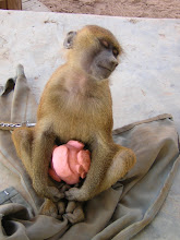 Houdi e il maialino muto