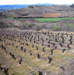 Bierzo Vines