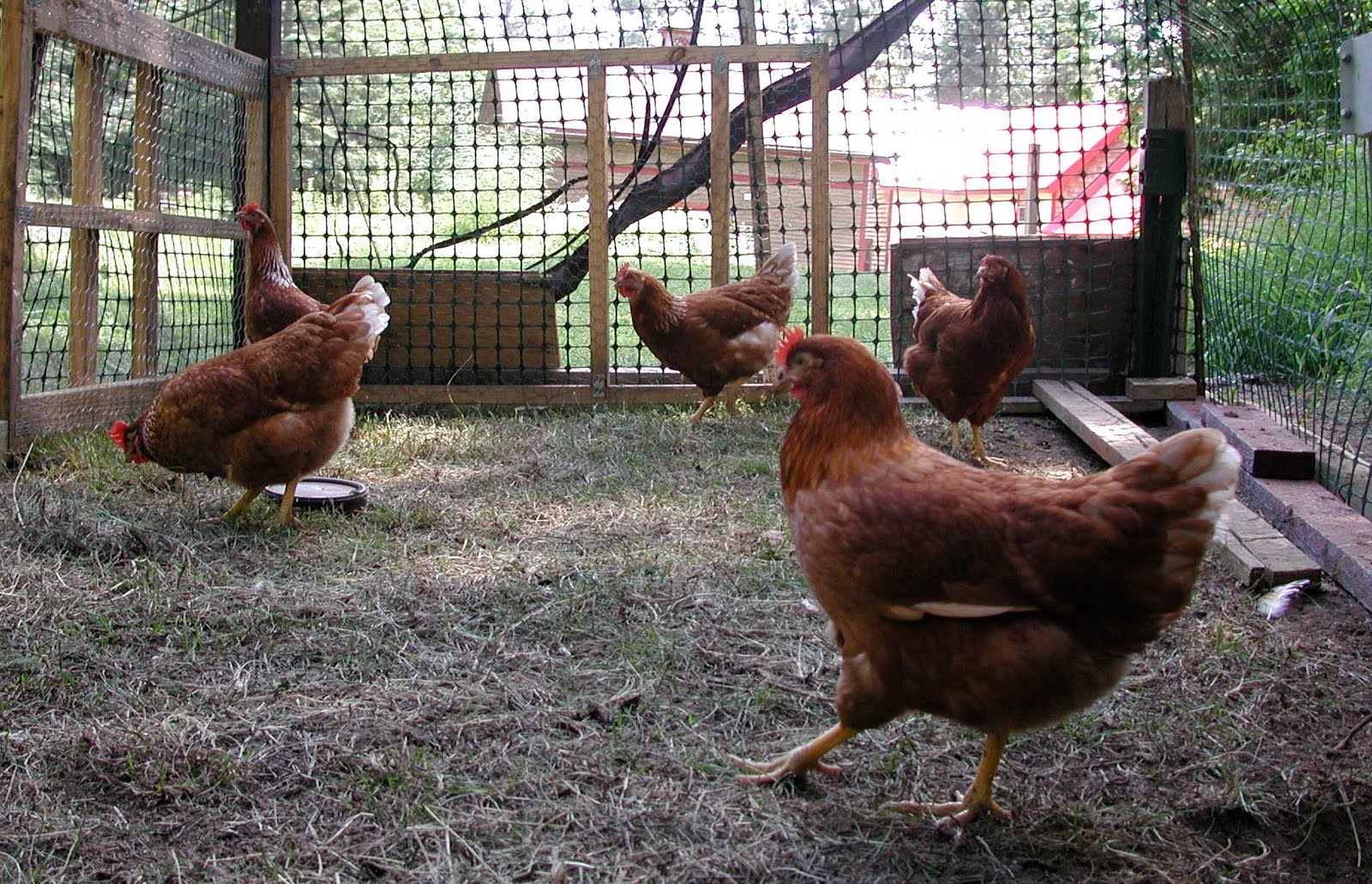 Fern Glen Inn Seasons and Reasons Chickens and Eggs