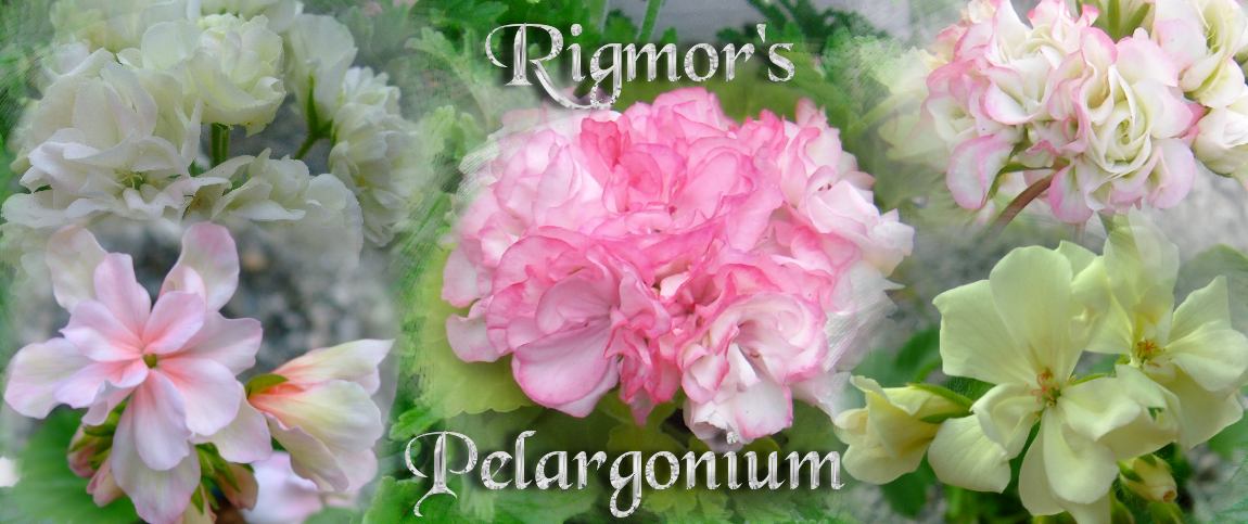 Rigmor's Pelargonium