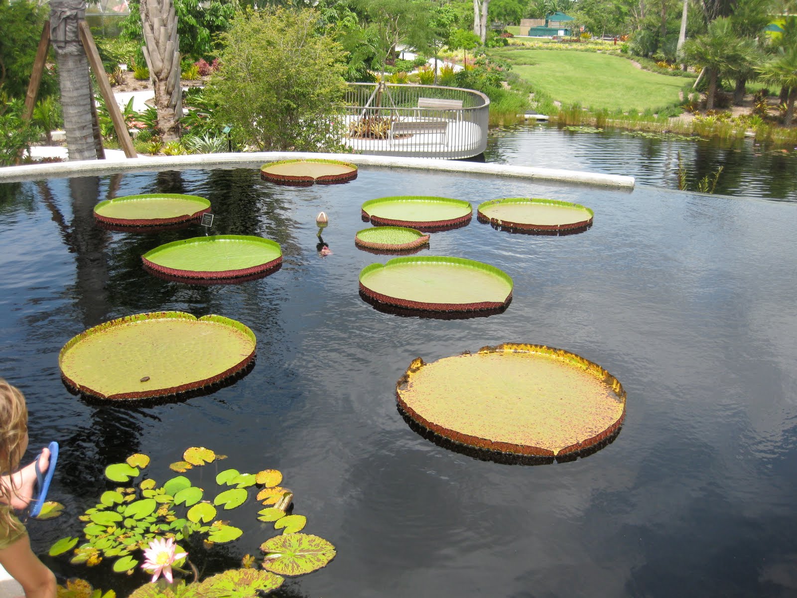 Taysoms In The News Botanical Gardens