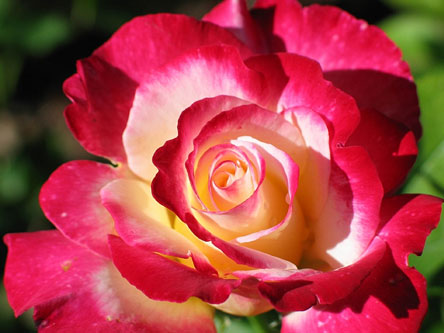 Roses For All Seasons: The Beauty of Hybrid Tea Roses