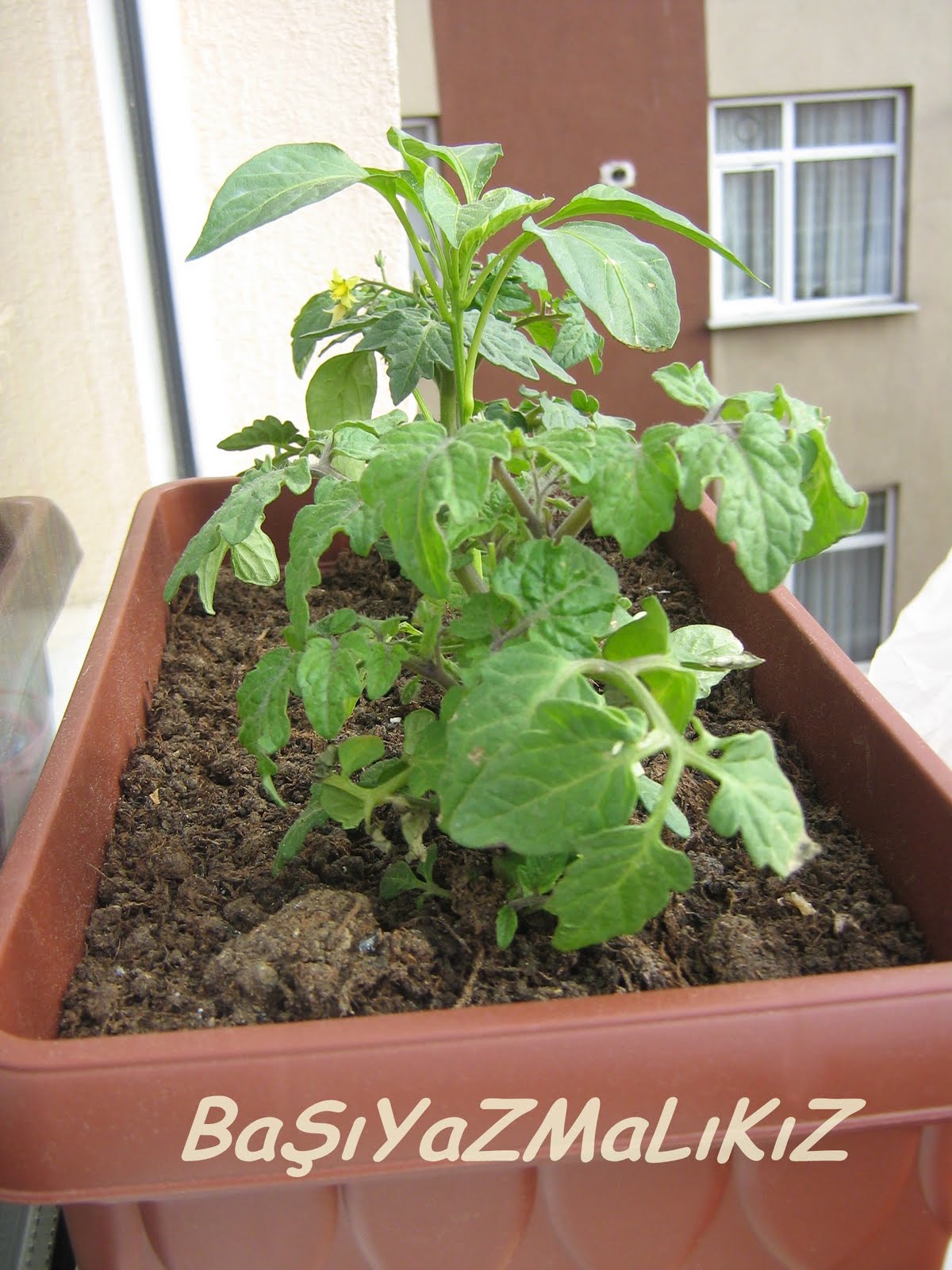 Fide Sepeti Ceri Domates Fidesi Bodur 3lu Ambalaj Trendyol