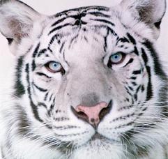[tigre-blanco-foto.jpg]