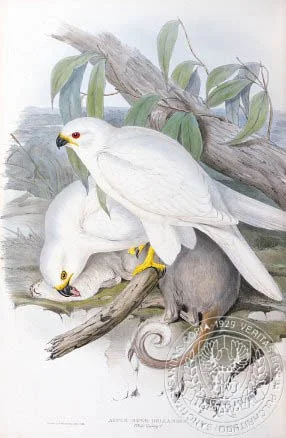 Gould's white goshawk albino