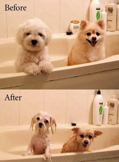 [before-after-dogs.jpg]