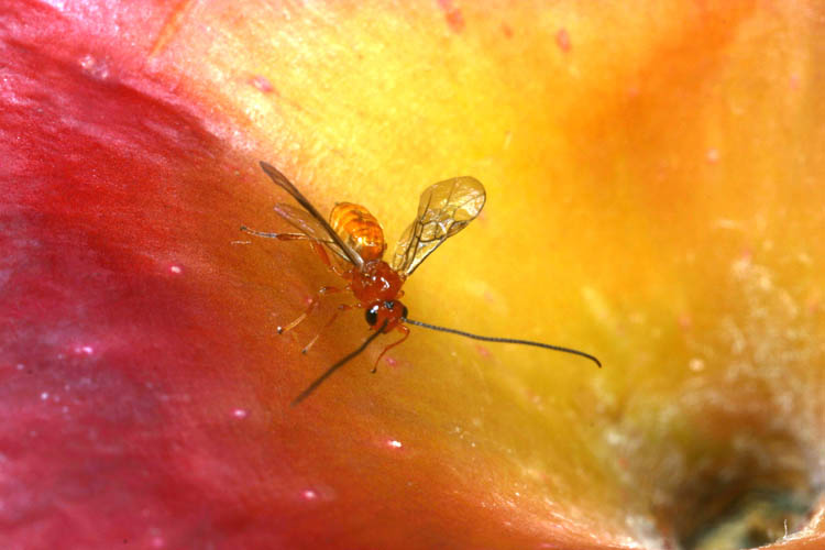 [male+BM+on+apple+2.jpg]
