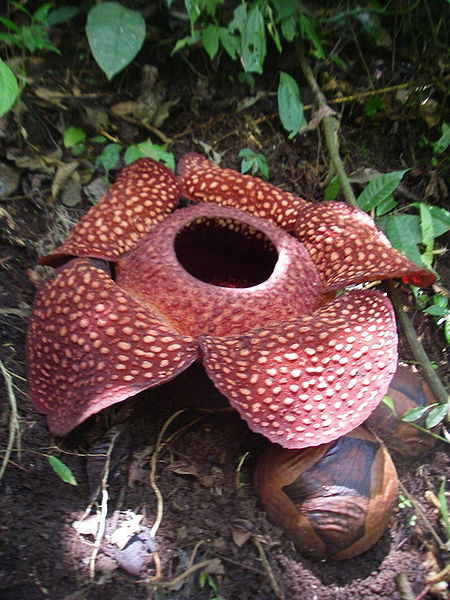 [450px-Rafflesia_sumatra.jpg]