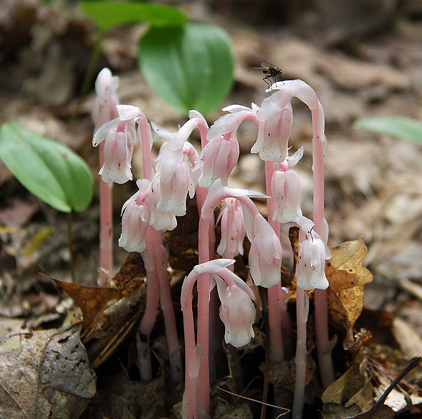 [604px-Pink_indian_pipes.jpg]