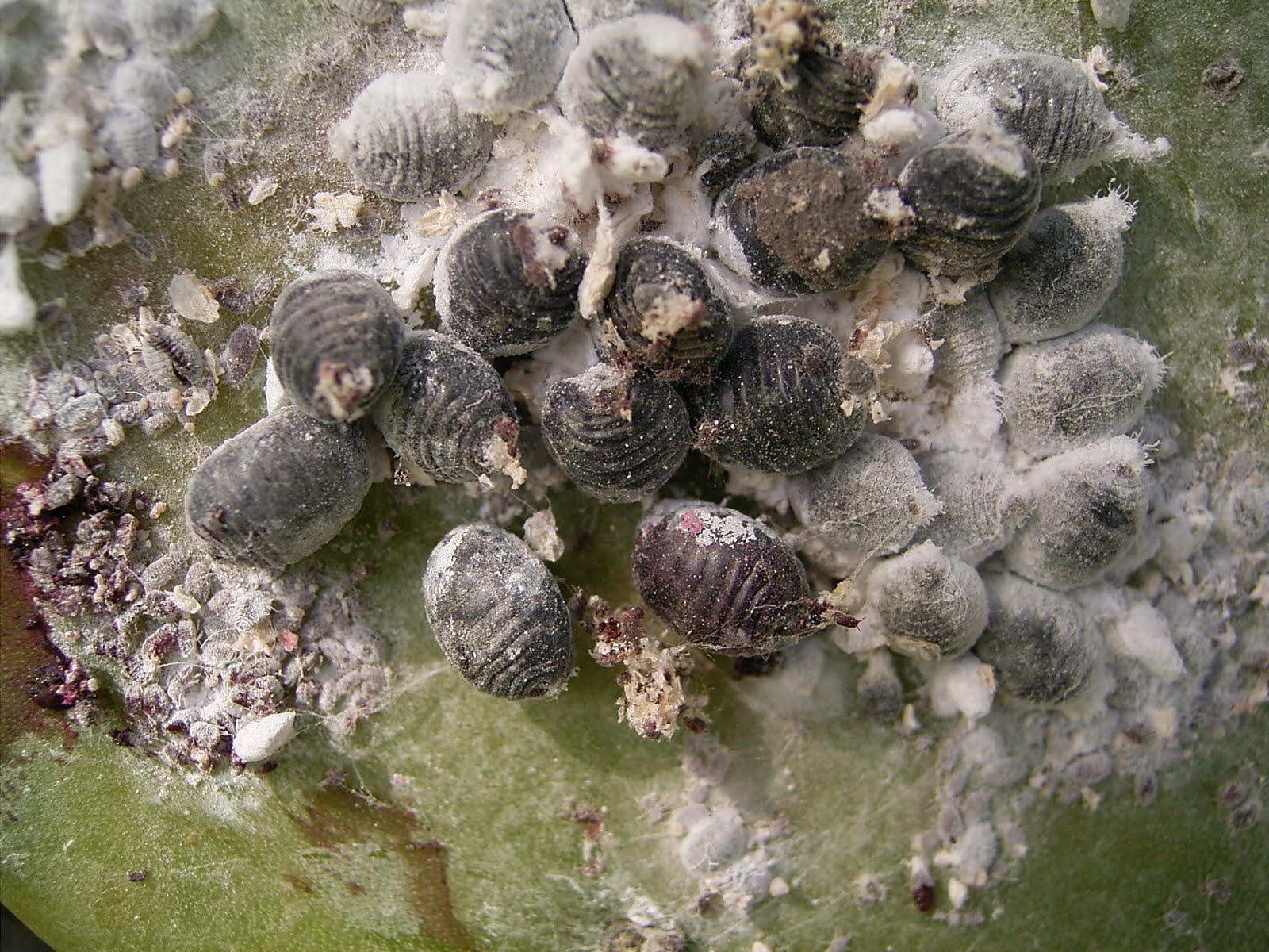 [Dactylopius_coccus_(Barlovento)_03_ies.jpg]