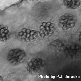 [March18_Cmesnili+B8a+EDF.jpg]