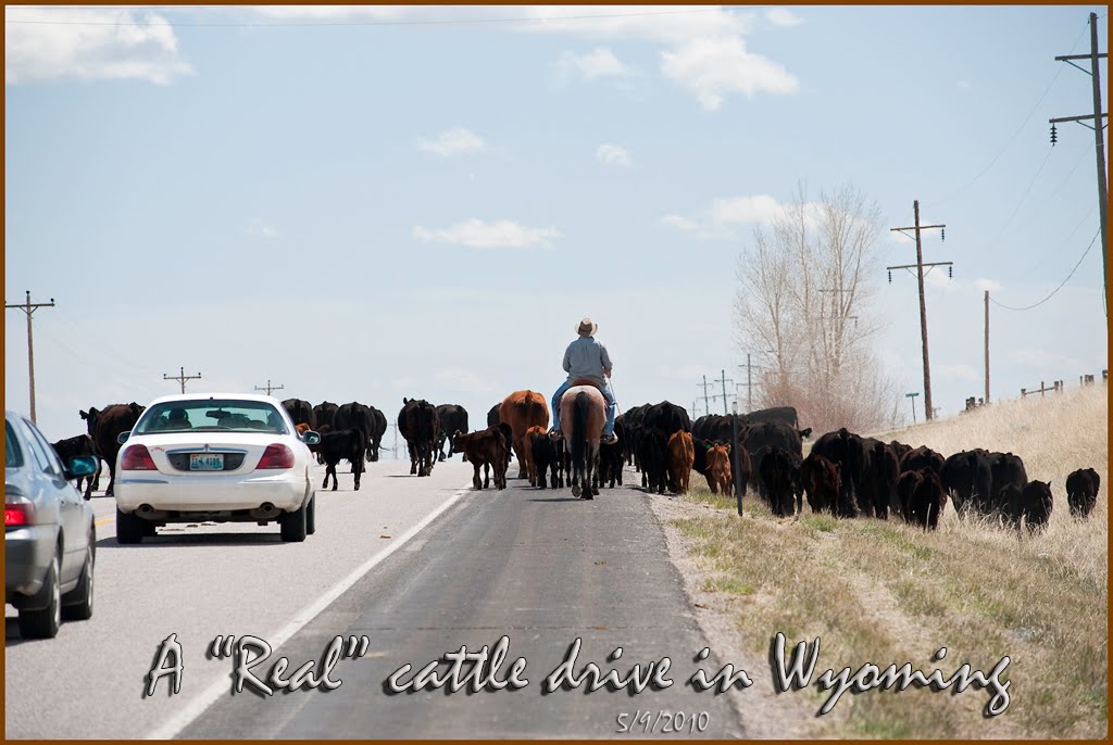 Captain Ken's Voyages: Cattle Drive in Wyoming