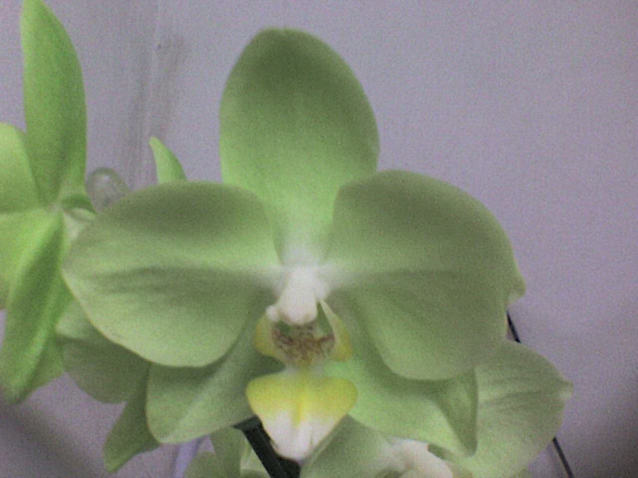 Amo Orquideas: Phalaenopsis Verde