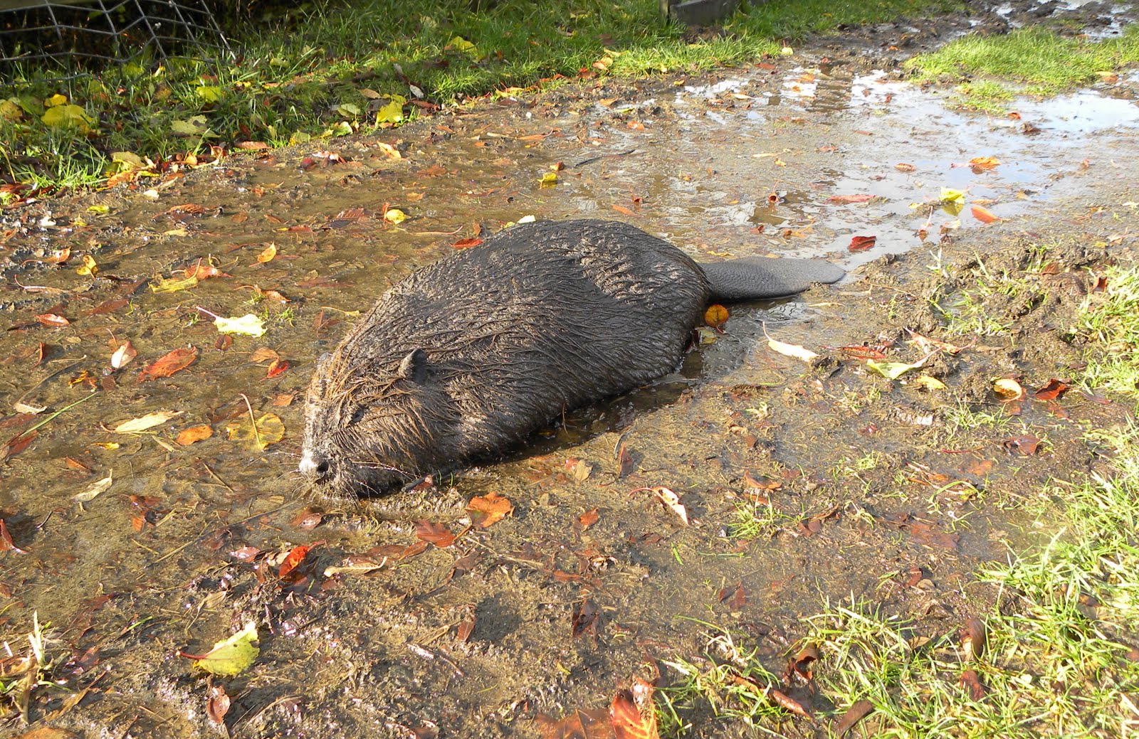 Ramblings from Fink Family Farm November 2009