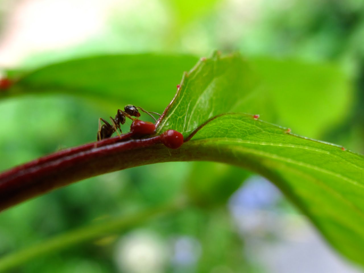 BugBlog Ants helping plants extrafloral nectaries