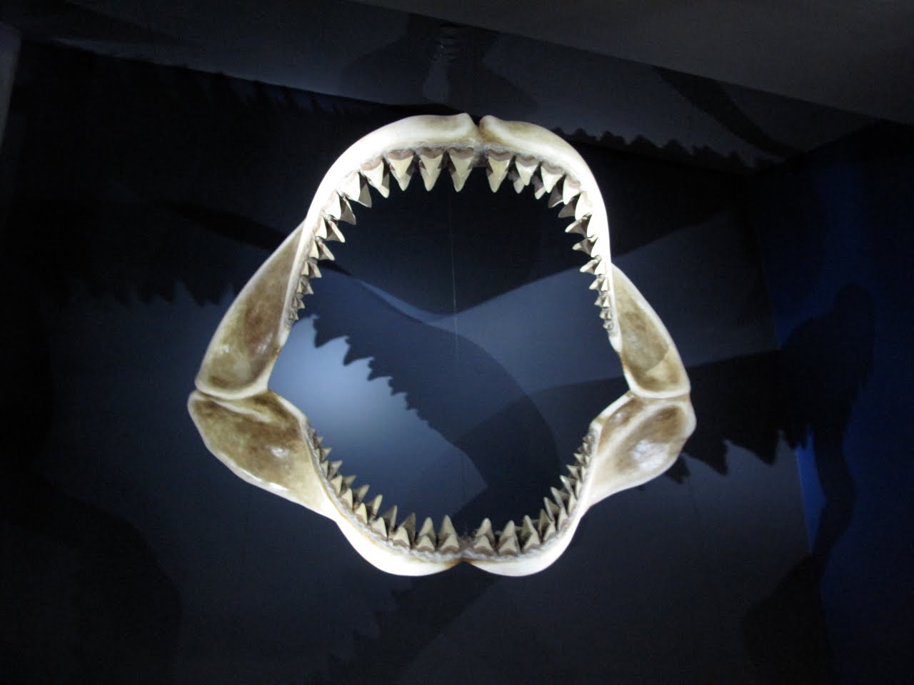 Большие зубы акулы. Череп акулы МЕГАЛОДОН. Акула кархародон МЕГАЛОДОН. МЕГАЛОДОН челюсть. Кархародон МЕГАЛОДОН челюсть.