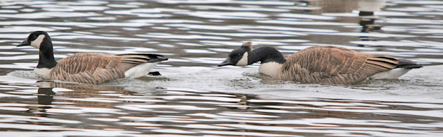 Canada Geese