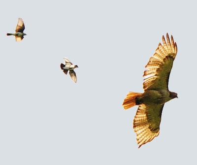 red-tailed hawk being mobbed