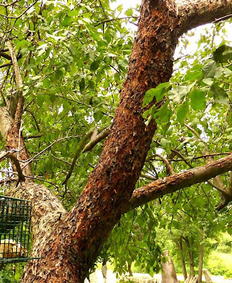 Crab Apple Tree damaged by woodpeckers