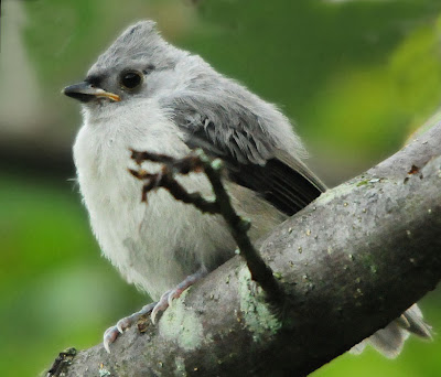 Tufted Titmouse fledgling