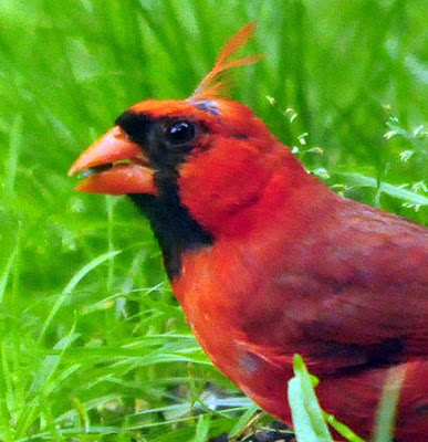 Northern Cardinal close-up