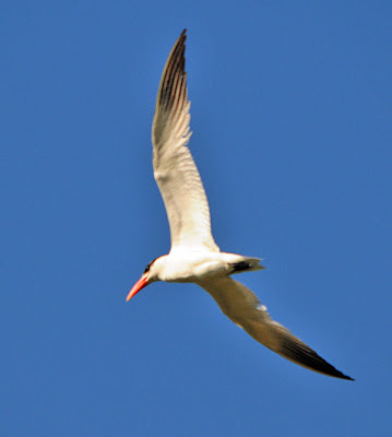 Caspian Tern