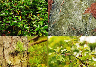 mountain laurel, pitch pine, scrub oak and lichen
