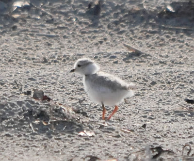 Piping Plover chick