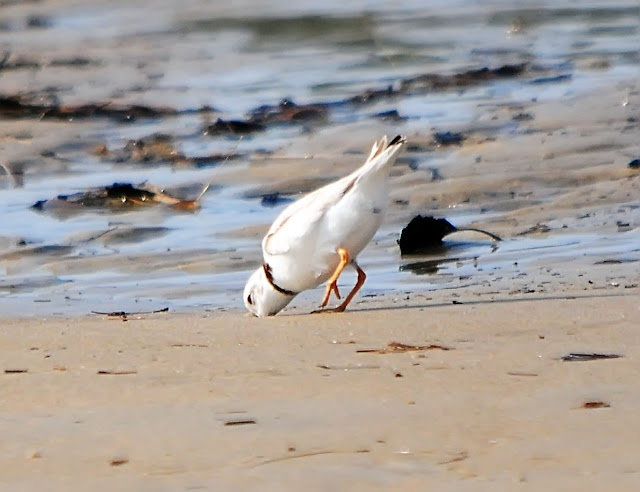 Adult Piping Plover feeding