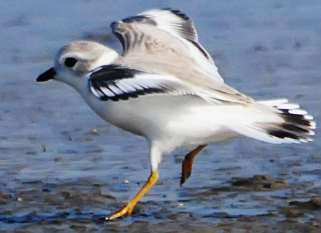 Juvenile Piping Plover