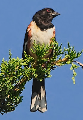 Eastern Towhee