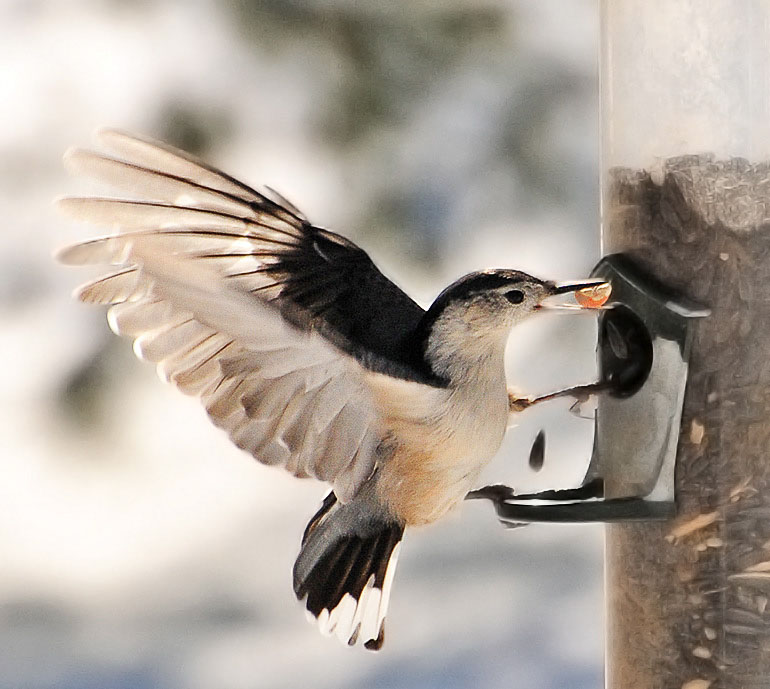 One Jackdaw Birding The Perpetual Motion Bird