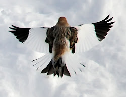 snow close flying birds bunting buntings come quiet quickly parking soon edge again lot wall