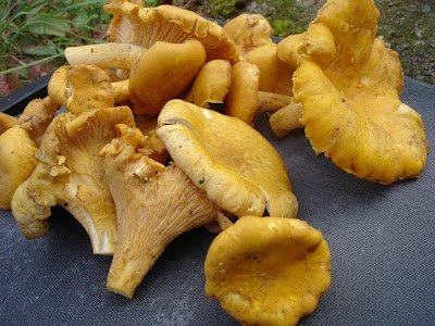 girolles.jpg