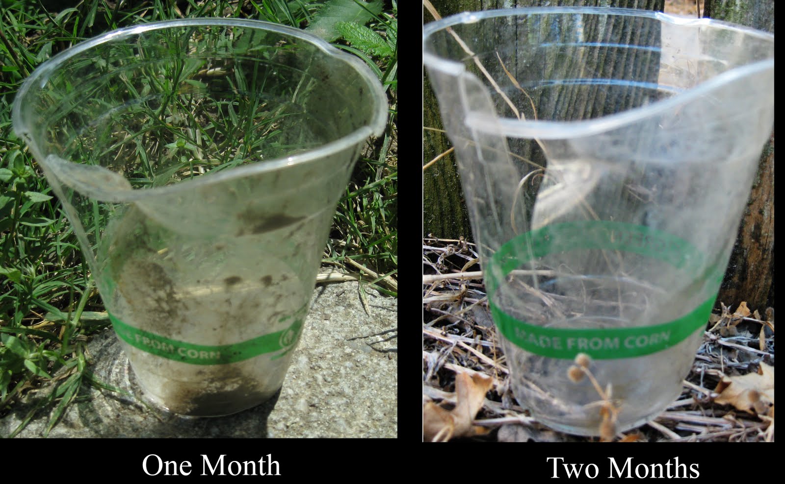 Paul's Secret log Corn Cups