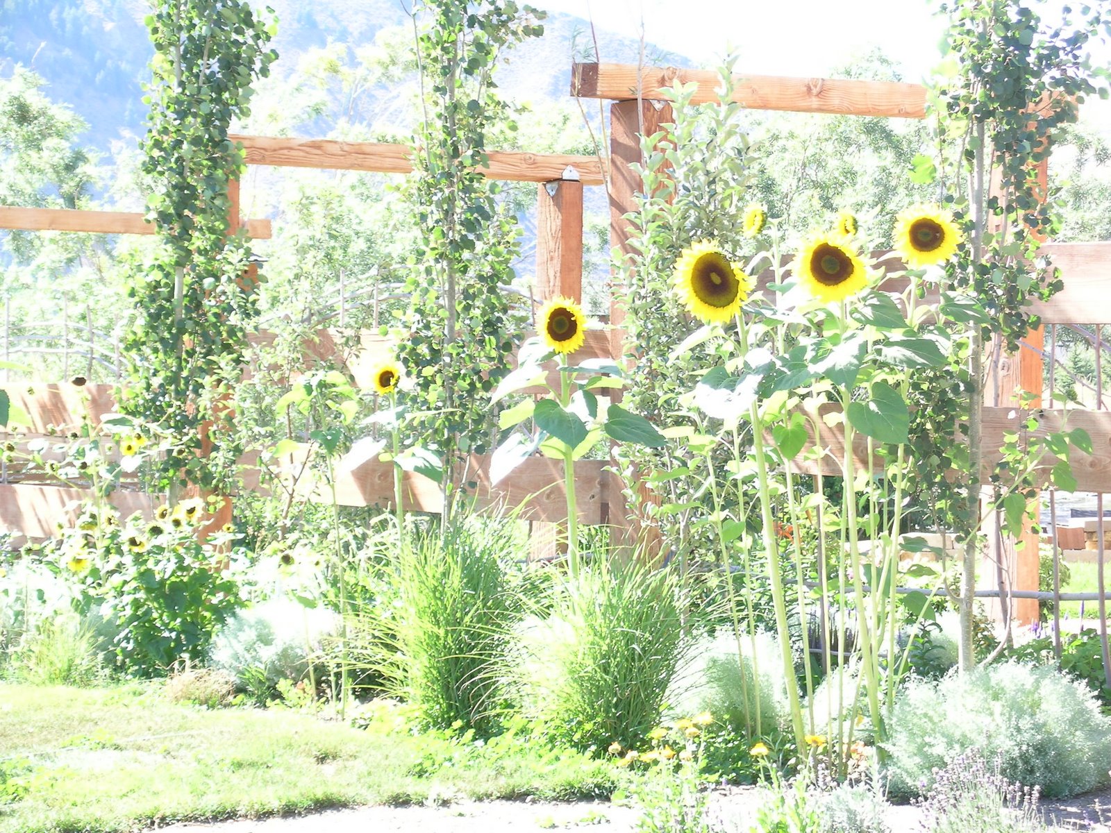 [Idaho+Sunflowers]