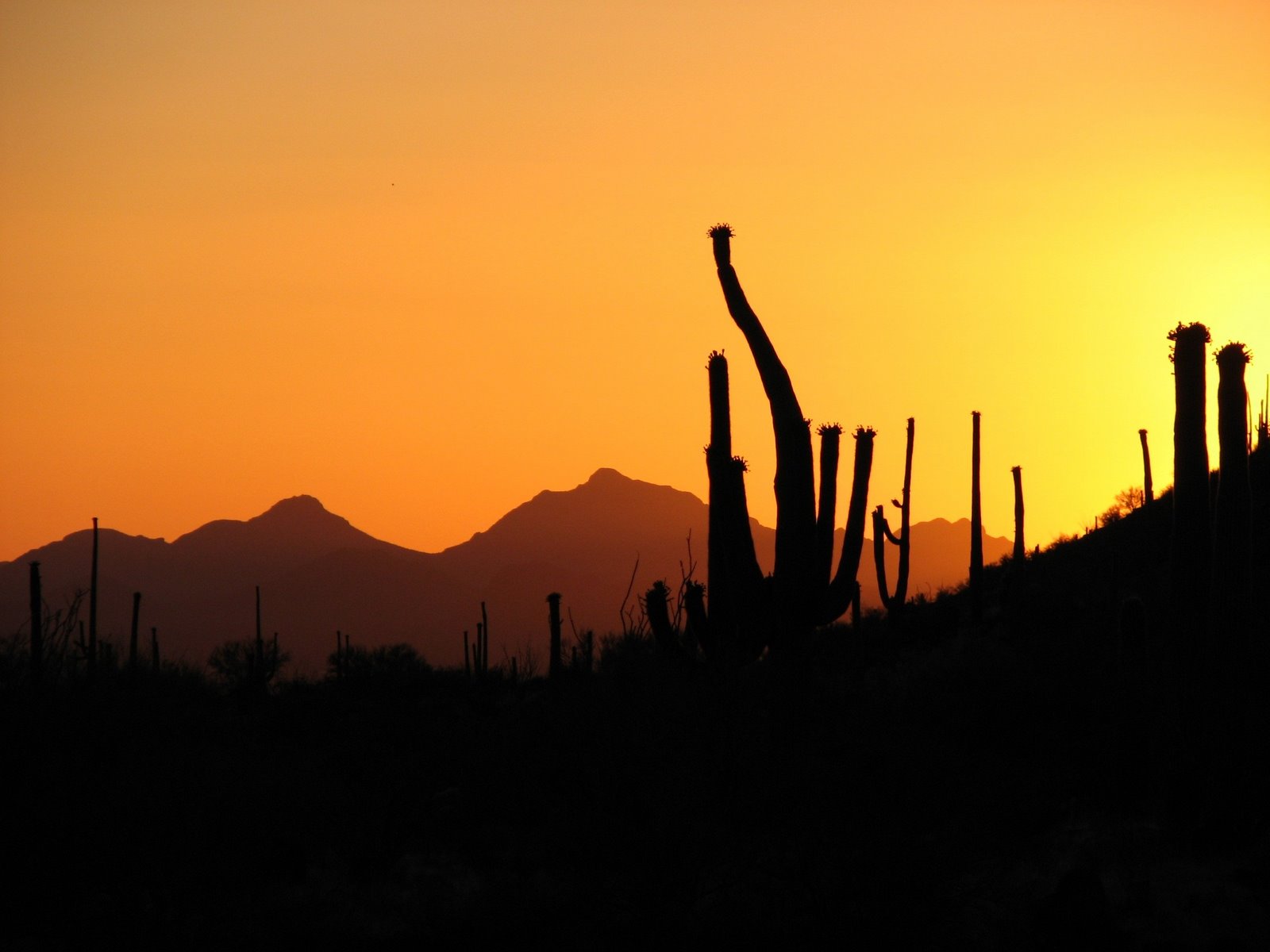 [Desert+sunset.jpg]
