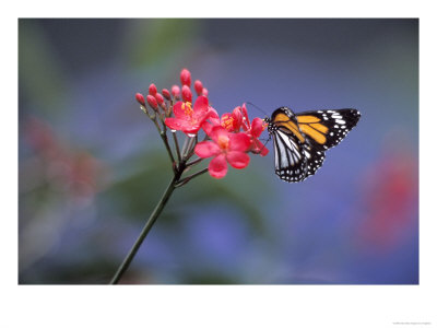 Monarch-Butterfly-Pollinating-a-Flower.jpg