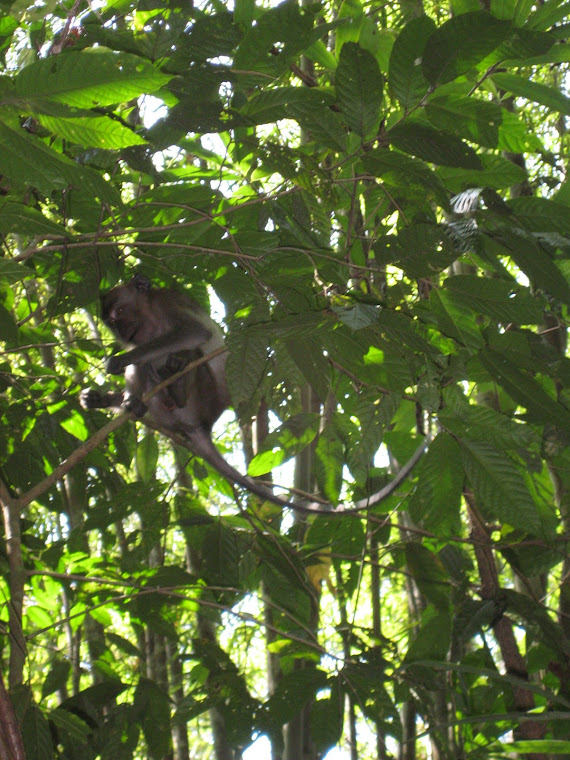 The monkeys in Khao Sok
