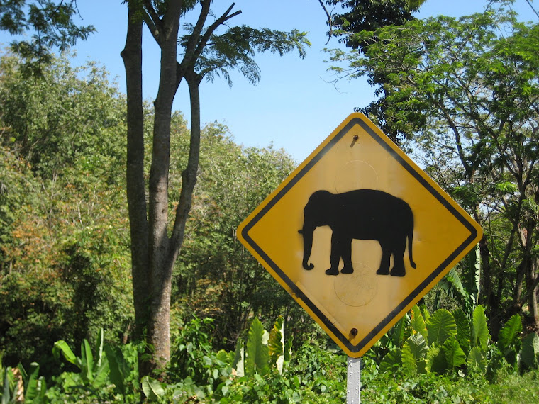 Elephants crossing!