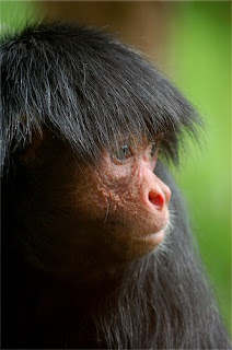 World Monkey Photos: Red Faced Spider Monkey