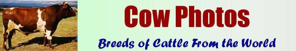 Cow Photos