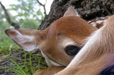cute-deer-photo.jpg
