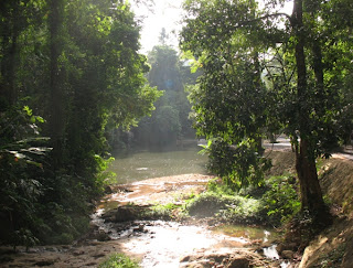 Forest near Ton Sai Waterfall