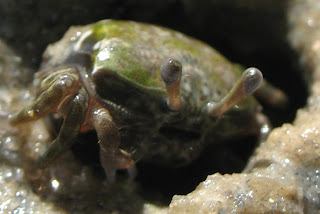 Macro photo of a little crab