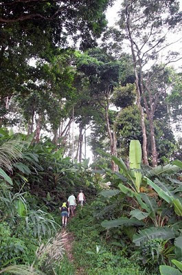 Trail heading up Buddha Mountain