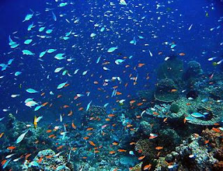 Similan Island reef