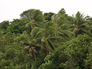 Windy... trees at Rawai Beach, 21st November